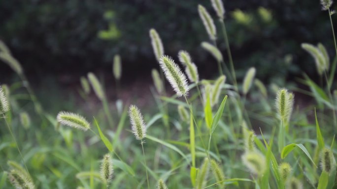 路边的小草