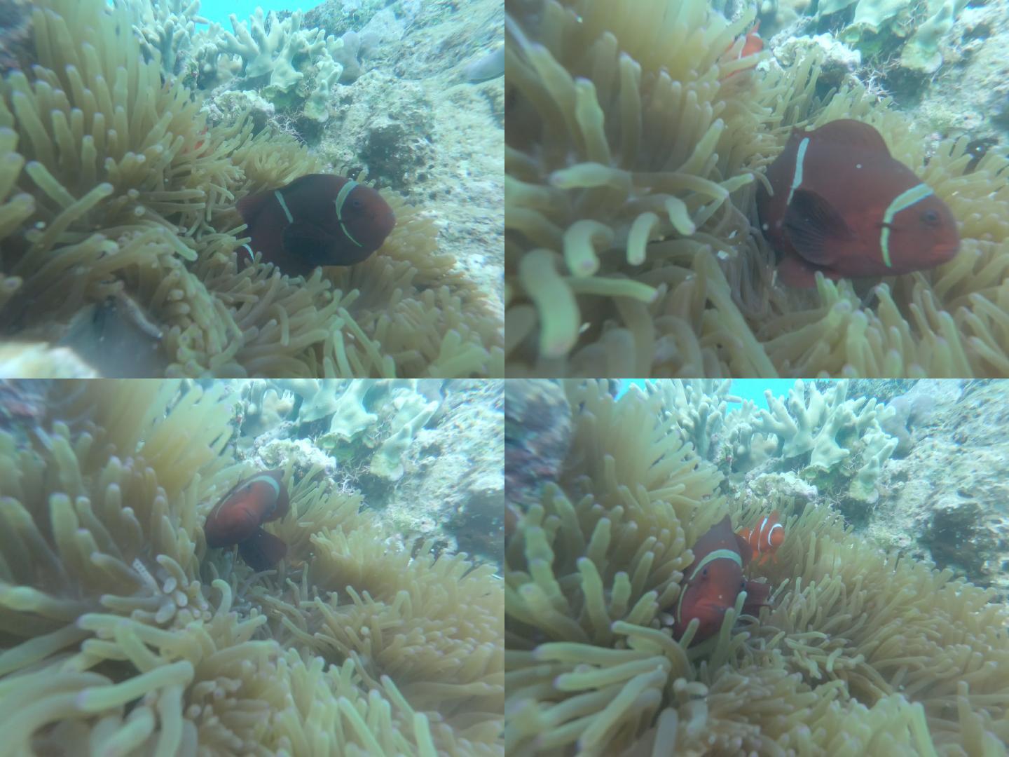 潜水，水下拍摄，高清分辨率