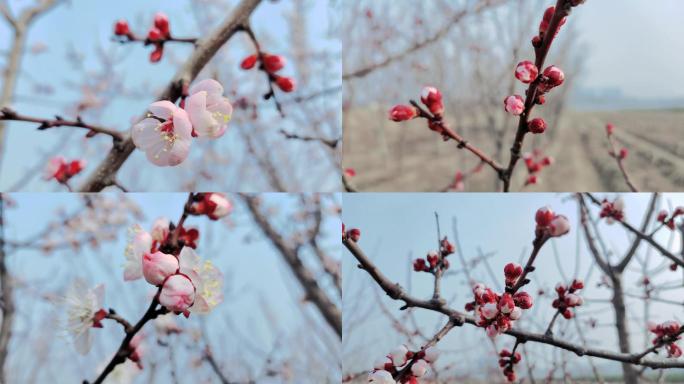 杏花含苞欲放花蕾花骨朵春天来了