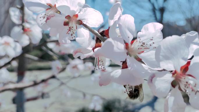杏花含苞欲放花蕾花骨朵春天来了