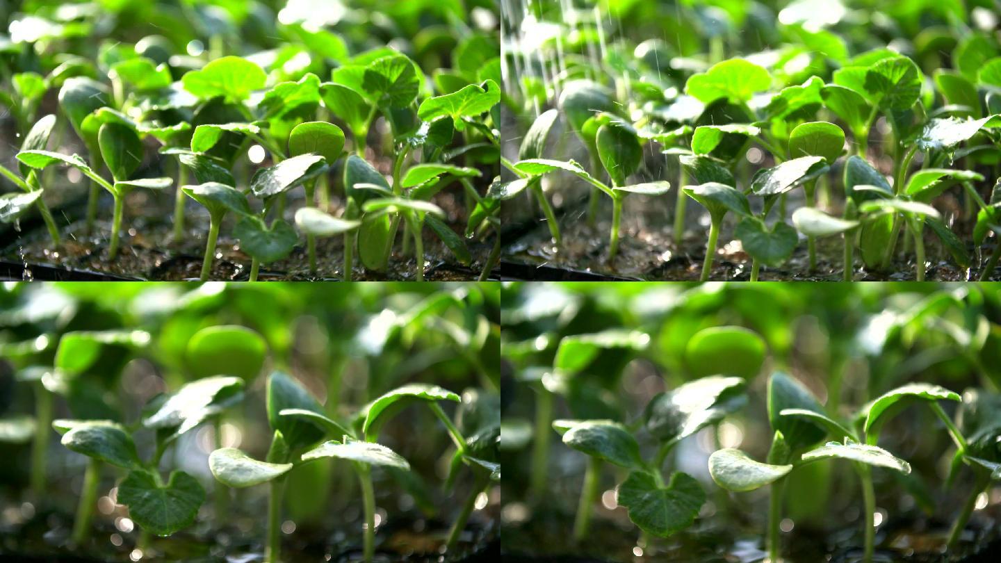 农业育苗种苗培育植物发芽喷淋慢镜