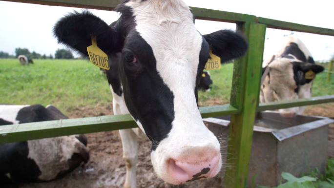 养牛 奶牛养殖 牛奶
