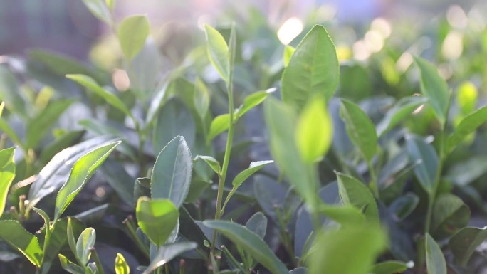 福鼎白茶采茶茶园航拍茶叶特写