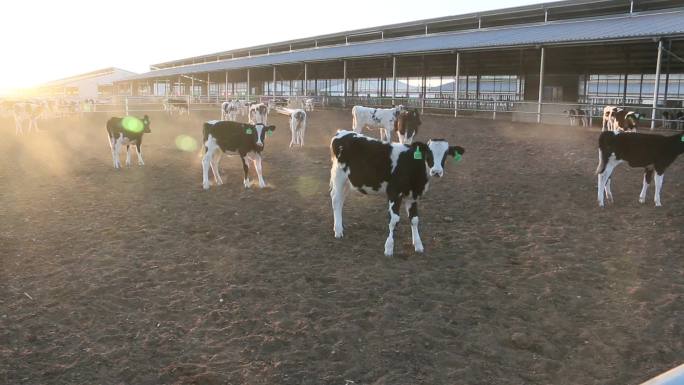 现代化养殖牧场奶牛挤牛奶