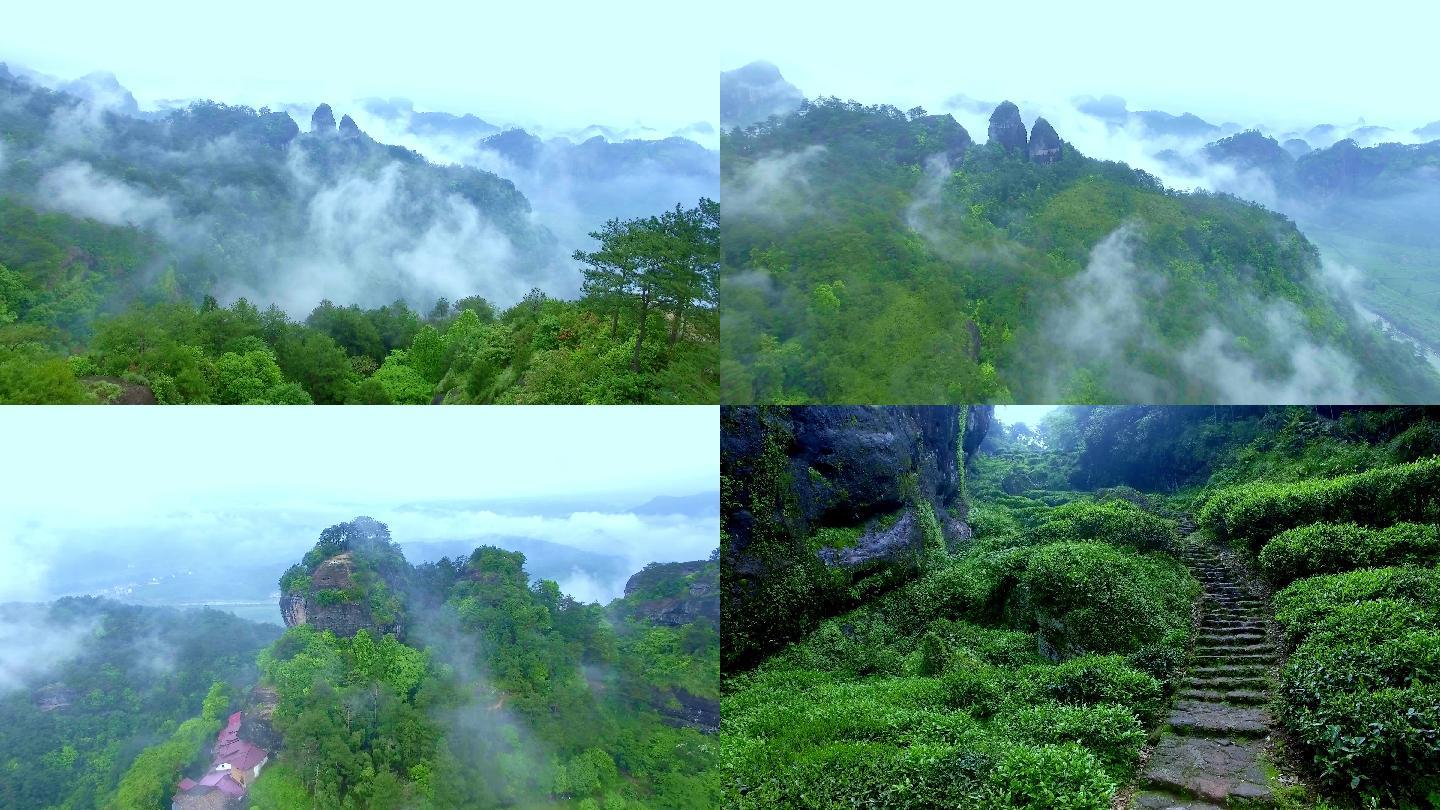 武夷山御景峰山涧茶园茶树航拍素材