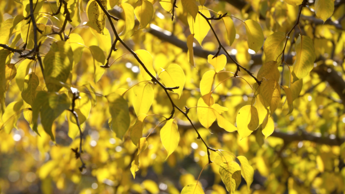 梨树金色阳光果园金色树叶