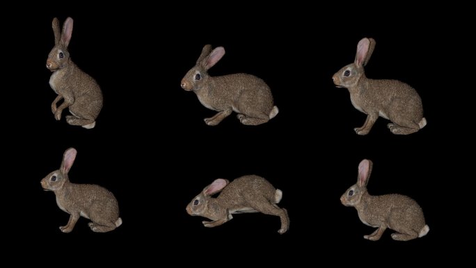 卡通兔子动画视频素材