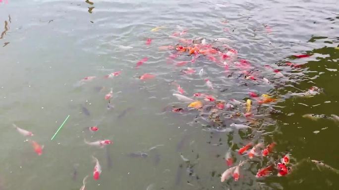 鱼游动的鱼锦鲤公园锦鲤喂鱼