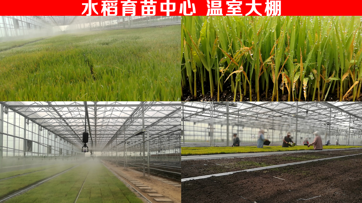 水稻育苗培育-温室大棚
