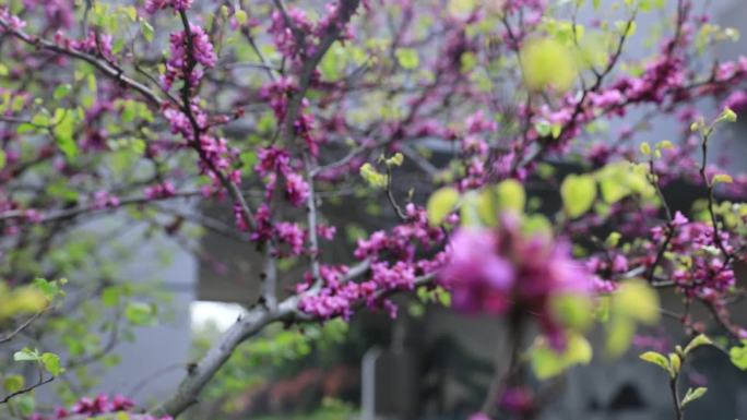 花卉樱花花朵花草空景花草树木特写