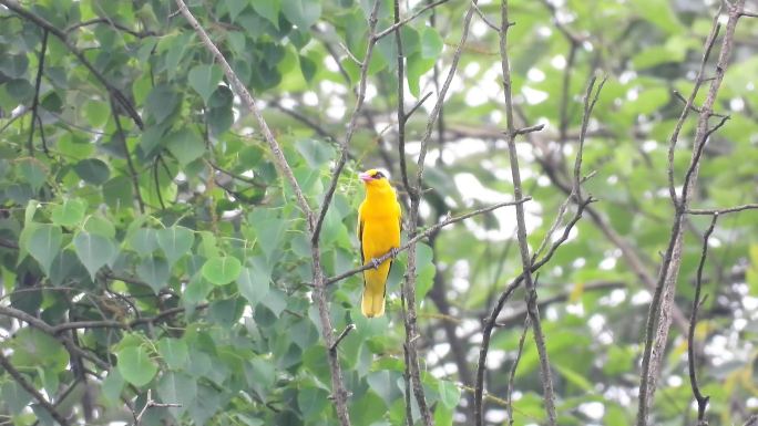 金黄色的黄鹂鸟，好漂亮哟