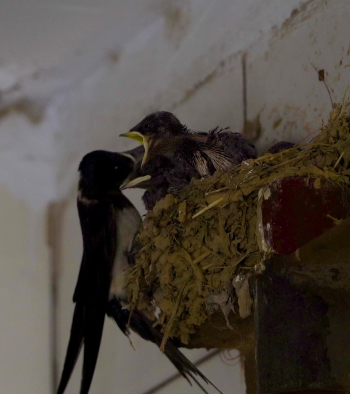 小燕子雏鸟喂食