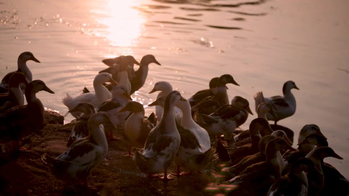 余晖下的鸭群