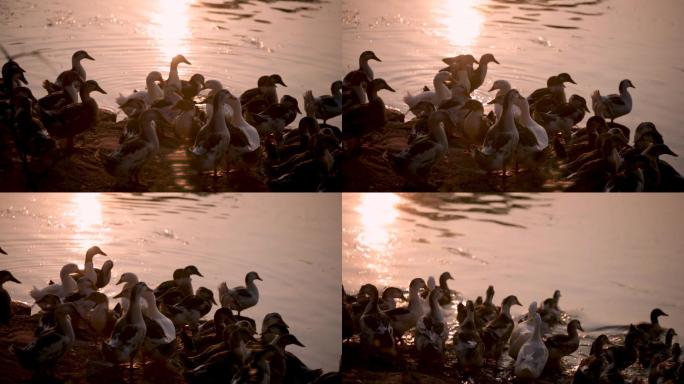 余晖下的鸭群