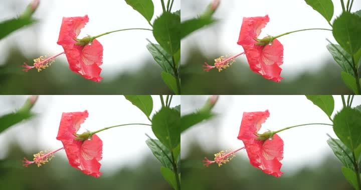 万绿朱槿花扶桑佛槿中国蔷薇雨后 4096x2160 高清视频素材下载 编号 实拍视频 Vj师网www Vjshi Com