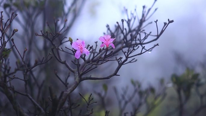 深圳梧桐山杜鹃花