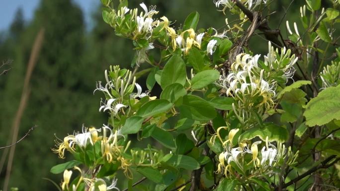 9组春天金银花花朵特写