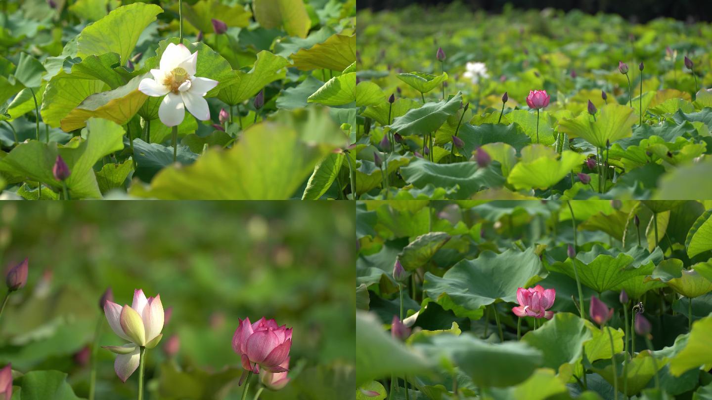 安吉荷花空镜头4k