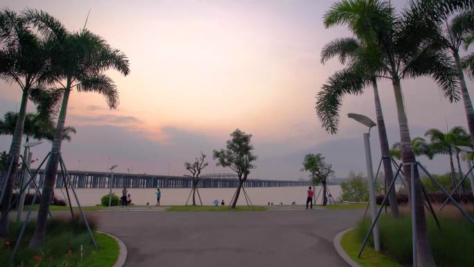 深圳海堤公园椰子树黄昏4K视频