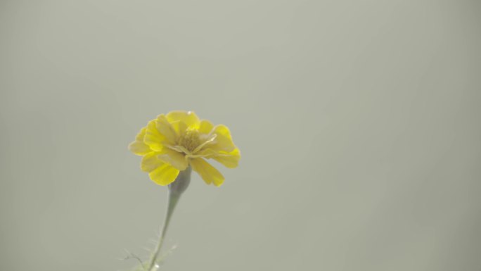 万寿菊狗尾巴草小麦露水特写