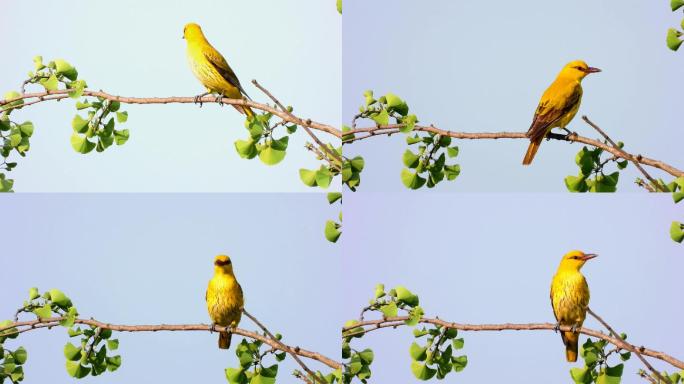漂亮的黄鹂鸟，黄鹂鸟叫声