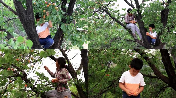农村妇女和小孩摘杏