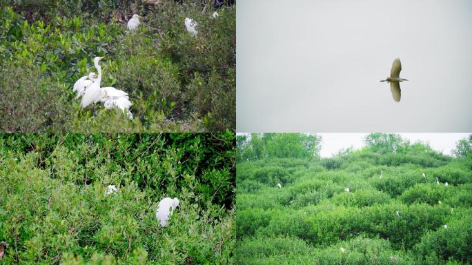 红树林白鹭实拍1080