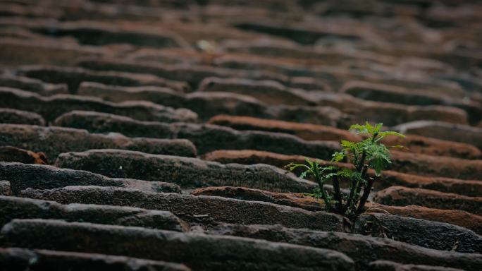 4K雨中斜坡阶梯上的小草06