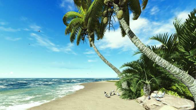 海洋椰子树沙滩
