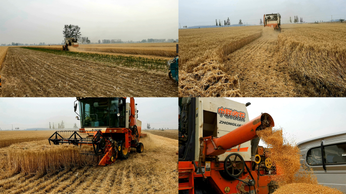 4k高清机械化小麦收割