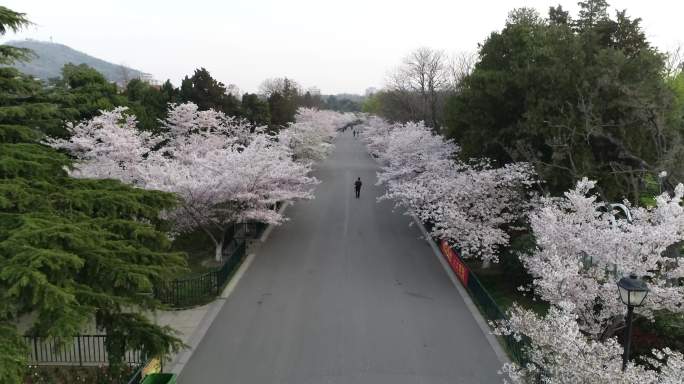 青岛中山公园樱花