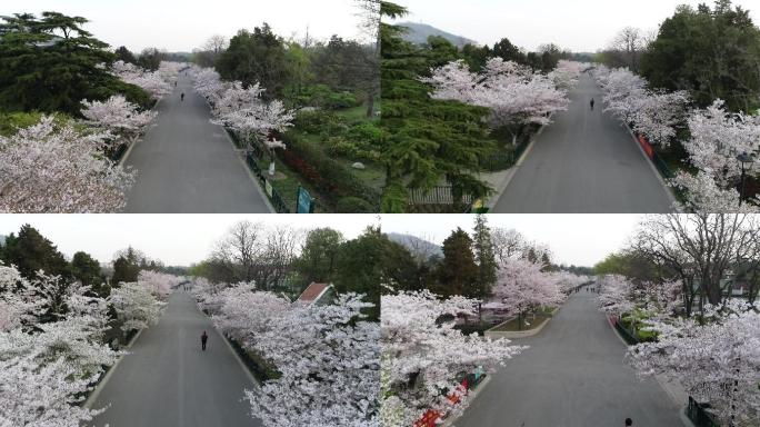 青岛中山公园樱花