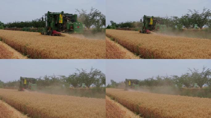 收割机收割小麦06