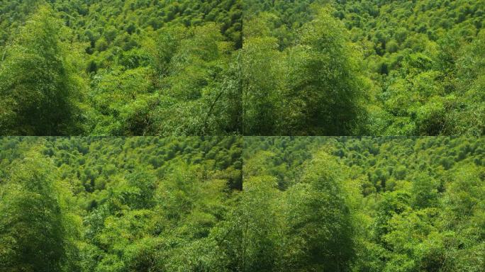 风吹森林树林竹海自然风景4.5KRAW