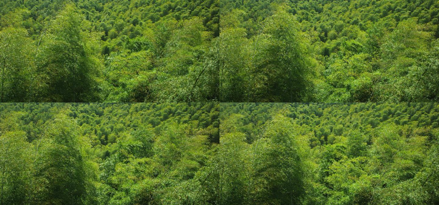 风吹森林树林竹海自然风景4.5KRAW