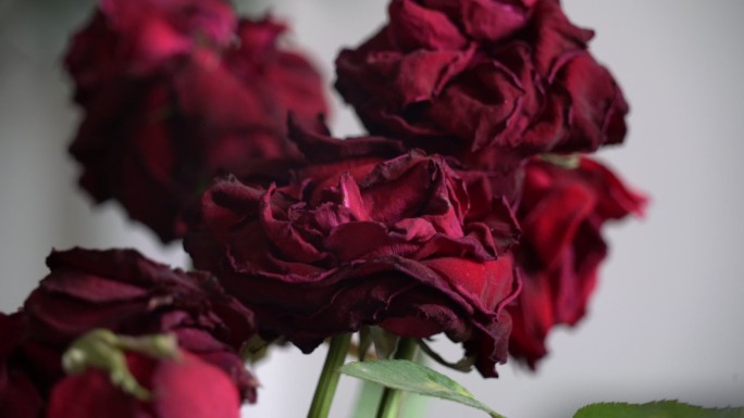 枯萎的红玫瑰花