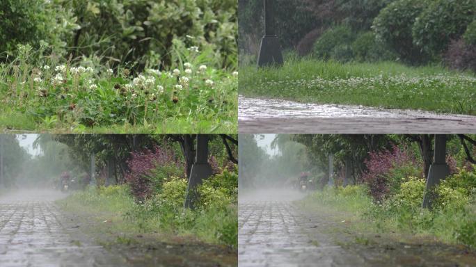 4K雨中的路边植物