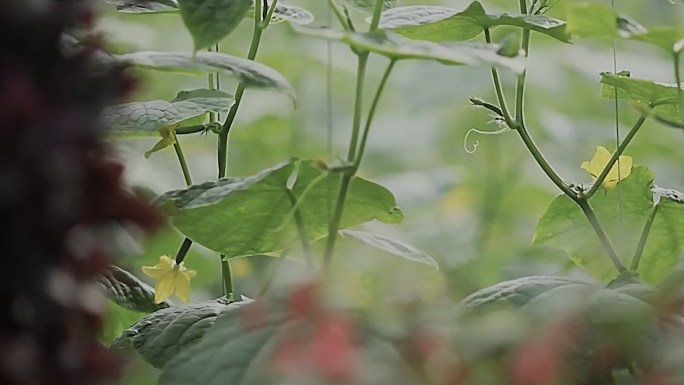 黄瓜-摘黄瓜-黄瓜花-大棚蔬菜