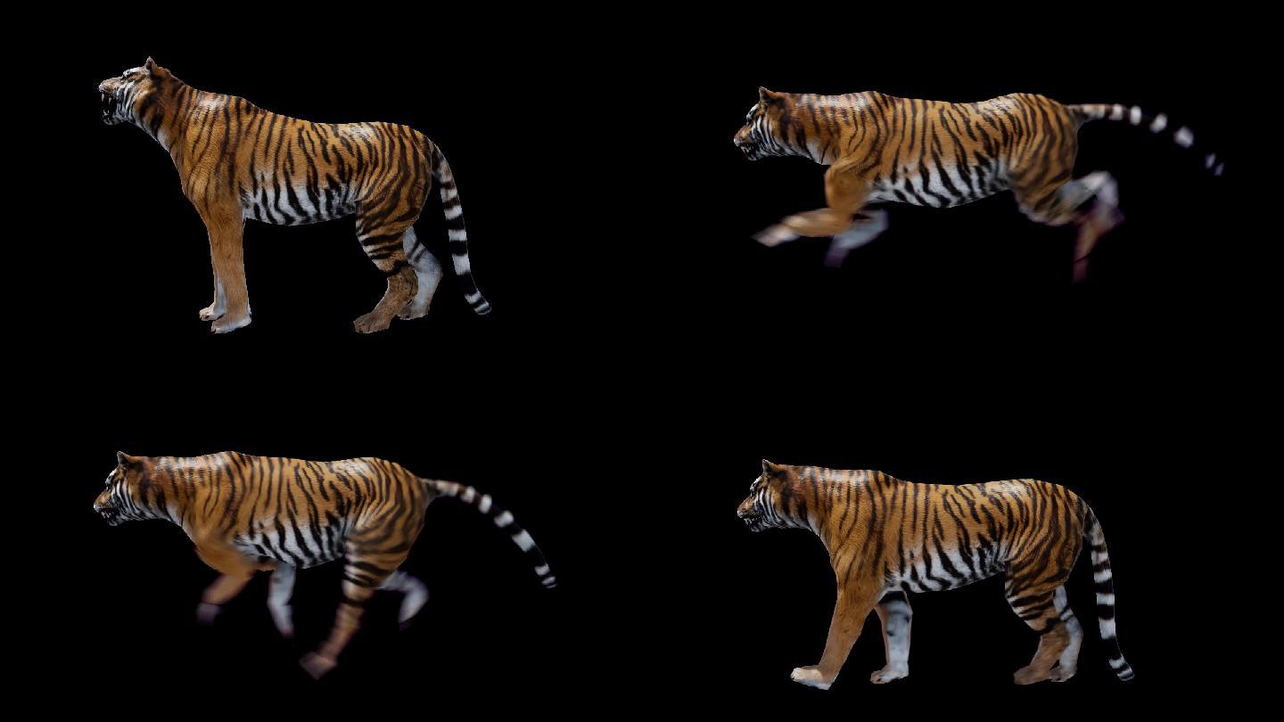 3组老虎动作(4k带通道)