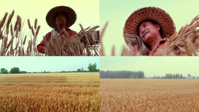 麦子丰收农民希望4k