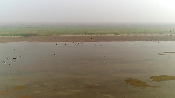 湿地候鸟飞行