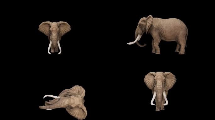 8组大象动作（4K带通道）