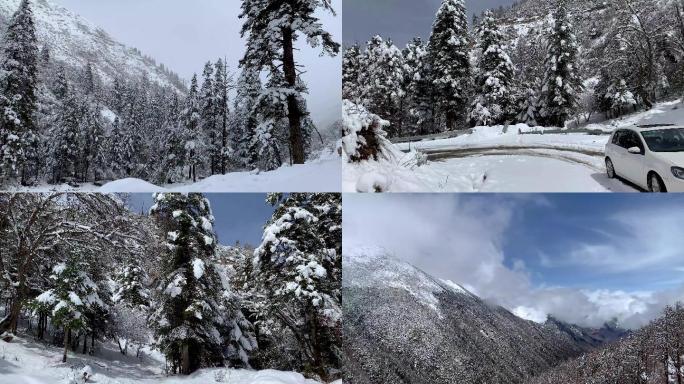 川西高原原始森林唯美雪景4K实拍