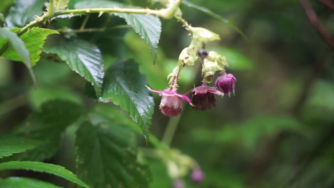 可商用 实拍高清野生药材