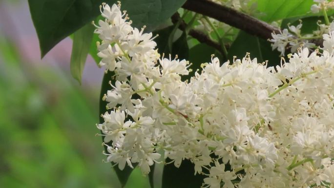 暴马丁香的小花花序