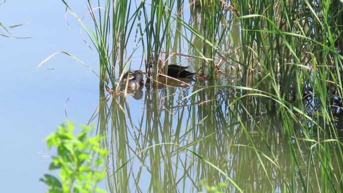 夏天斑嘴鸭在香蒲丛中小憩