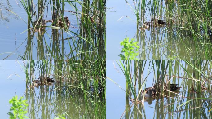 夏天斑嘴鸭在香蒲丛中小憩