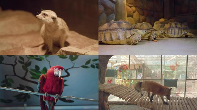 室内动物园与动物亲密接触可爱的动物