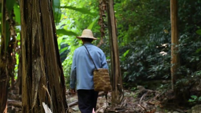 山村牛耕地伯伯上树小山村