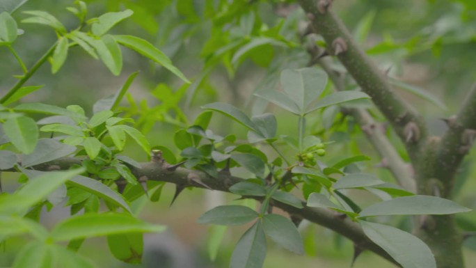 花椒种植采摘